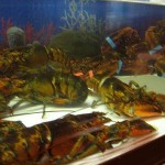 lobster-tank1