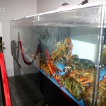 lobster-tank2